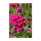 Verbena Flower Seeds Packet - Chive UK Wholesale