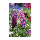 Gilly Flower Seeds Packet - Chive UK Wholesale