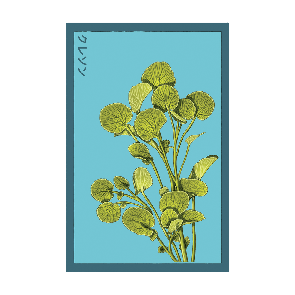 Watercress Vegetable Seeds Packet - Chive UK Wholesale