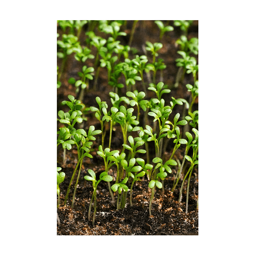 Watercress Vegetable Seeds Packet - Chive UK Wholesale