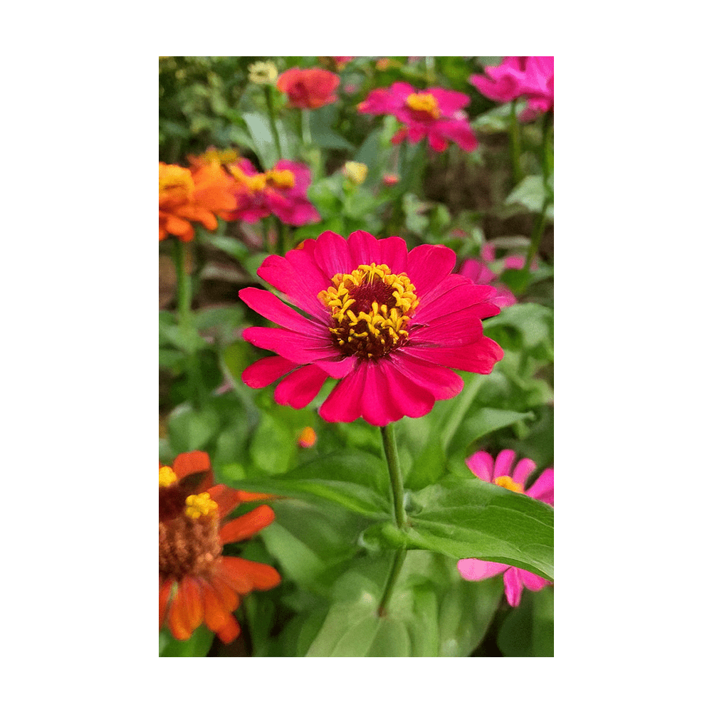 Zinnia Flower Seeds Packet - Chive UK Wholesale