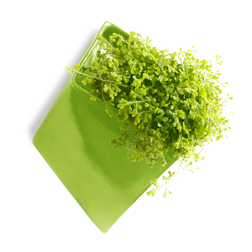 Slab Wall Planter For Succulents - Chive UK Wholesale