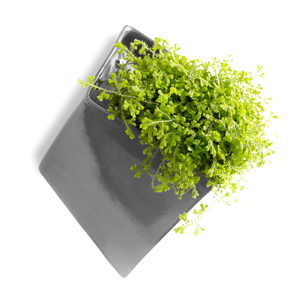 Slab Wall Planter For Succulents - Chive UK Wholesale