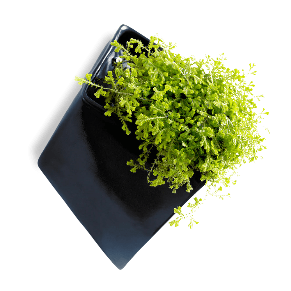 Slab Wall Planter For Succulents - Chive UK Wholesale