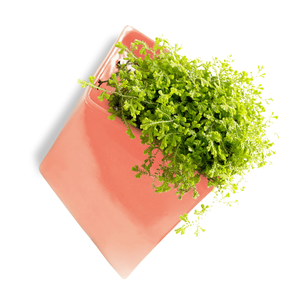 Slab Wall Planter For Succulents - Chive UK Wholesale