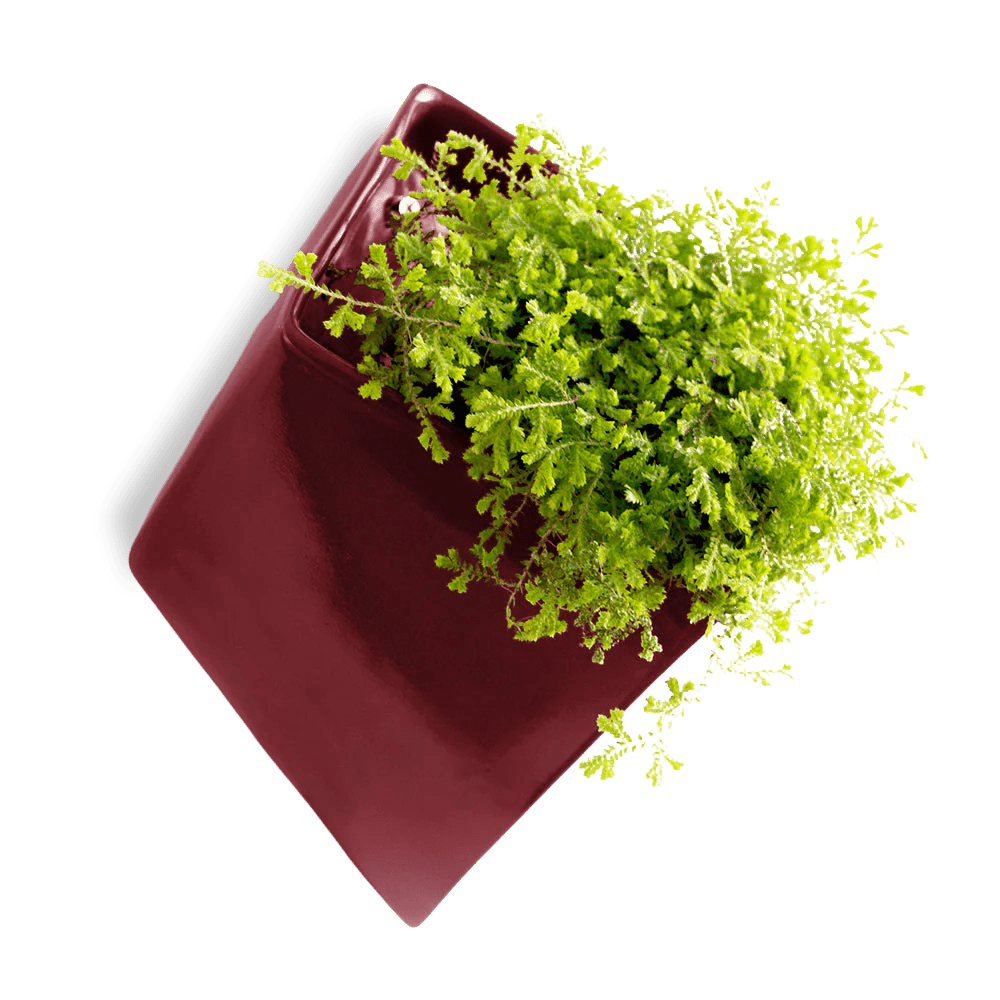 Slab Wall Planter For Succulents - Chive UK Wholesale