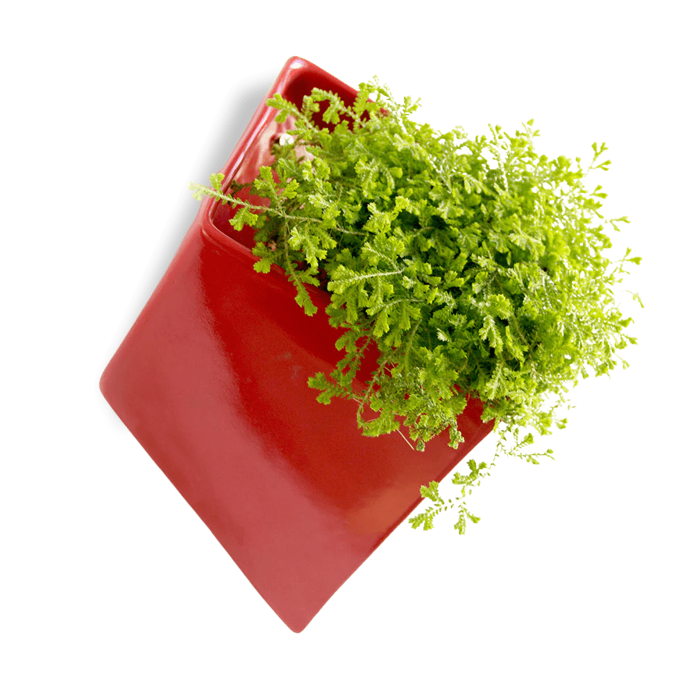 Slab Wall Planter For Succulents - Chive UK Wholesale