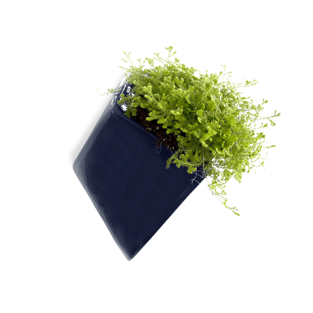 Slab Wall Planter For Succulents - Chive UK Wholesale