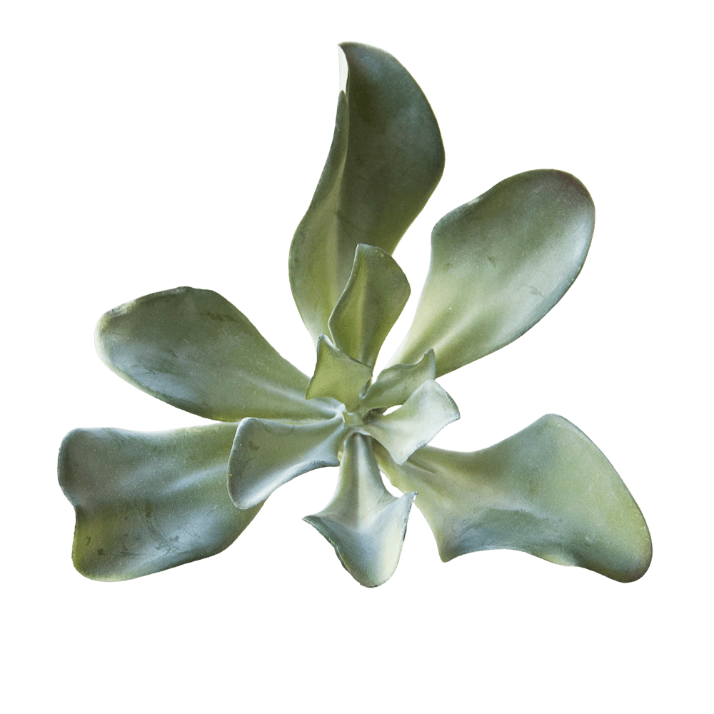 Succulents Fake Faux Lifelike Decorative Things - Chive UK Wholesale