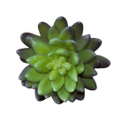 Succulents Fake Faux Lifelike Decorative Things - Chive UK Wholesale