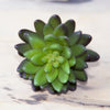 Succulents Fake Faux Lifelike Decorative Kit