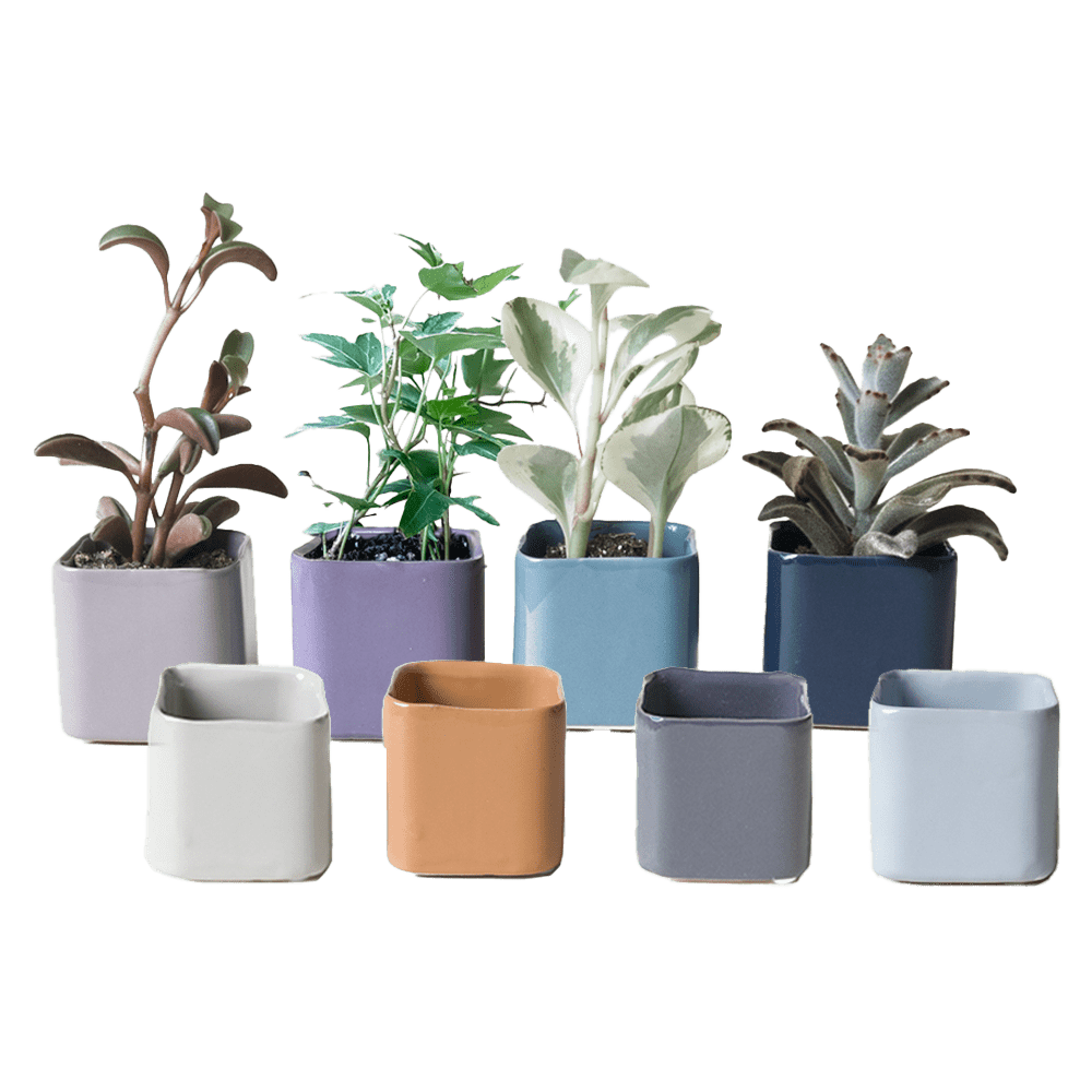 Svek Ceramic Indoor Succulent Pot Kits – Chive UK Wholesale