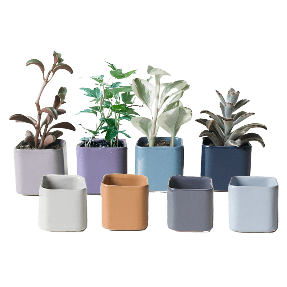 Svek Ceramic Indoor Succulent Pot Kits - Chive UK Wholesale