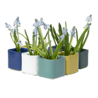 Svek Ceramic Indoor Succulent Pot Kits - Chive UK Wholesale