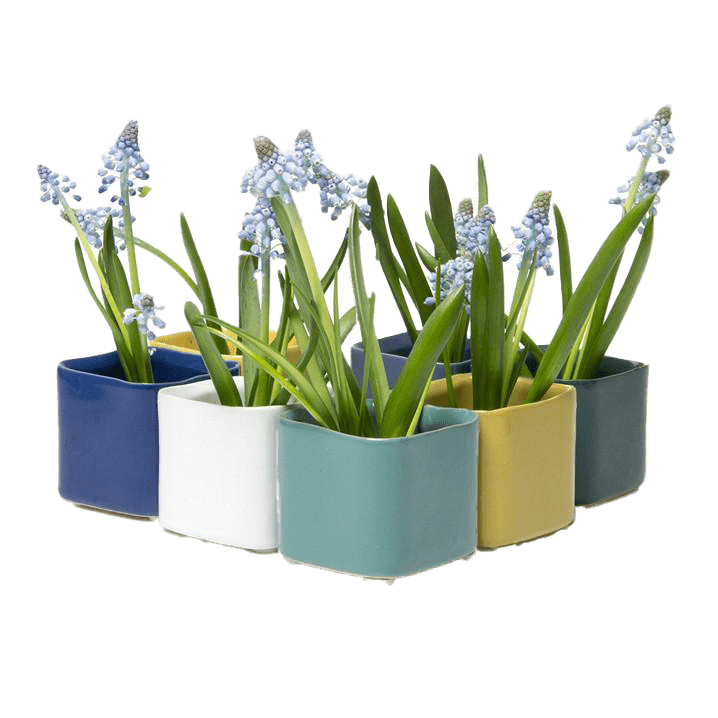 Svek Ceramic Indoor Succulent Pot Kits - Chive UK Wholesale