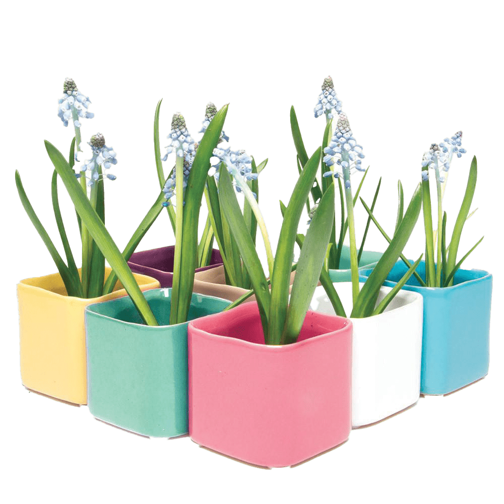 Svek Ceramic Indoor Succulent Pot Kits - Chive UK Wholesale