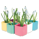 Svek Ceramic Indoor Succulent Pot Kits - Chive UK Wholesale