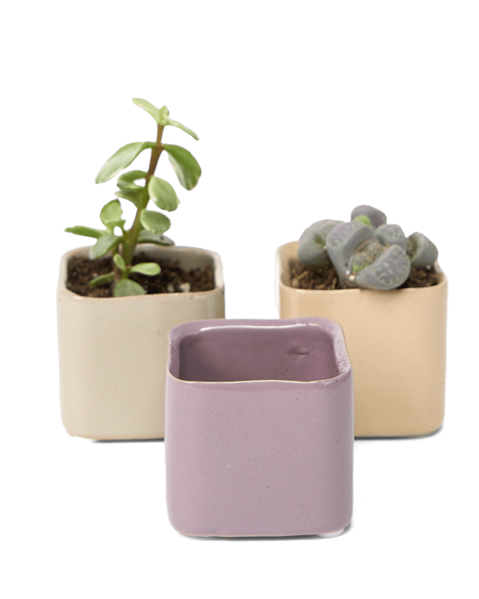 Svek Ceramic Indoor Succulent Pot - Chive UK Wholesale