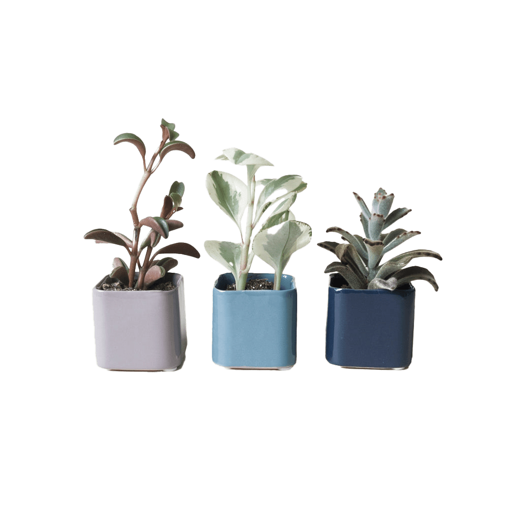 Svek Ceramic Indoor Succulent Pot - Chive UK Wholesale