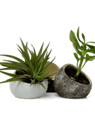 Terrarium Koski Ceramic Air Plant Holder - Chive UK Wholesale