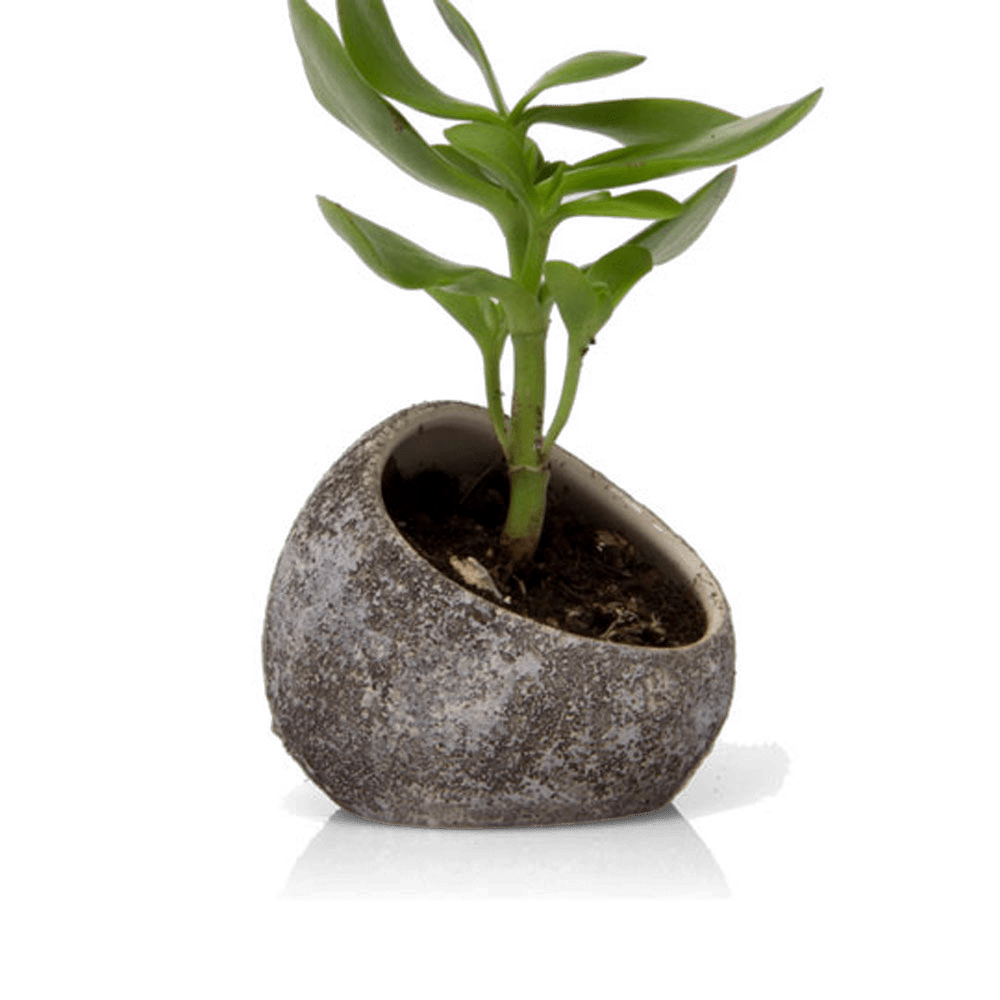 Terrarium Koski Ceramic Air Plant Holder - Chive UK Wholesale