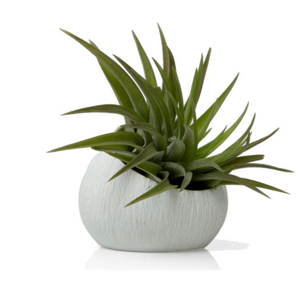 Terrarium Koski Ceramic Air Plant Holder - Chive UK Wholesale