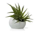 Terrarium Koski Ceramic Air Plant Holder - Chive UK Wholesale