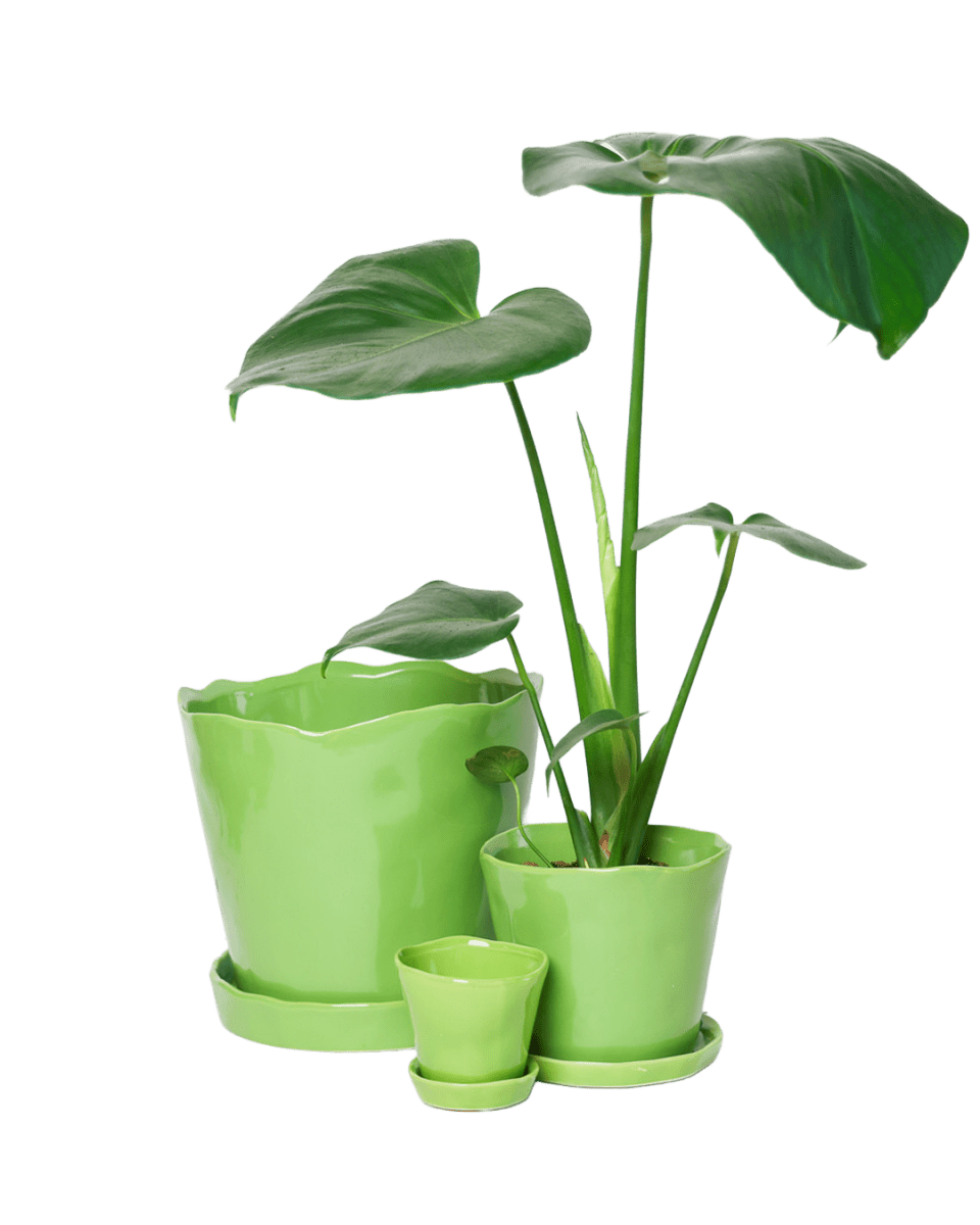 Tika Pot & Saucer | 5 inch - Chive UK Wholesale