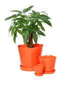 Tika Pot & Saucer | 3 inch - Chive UK Wholesale
