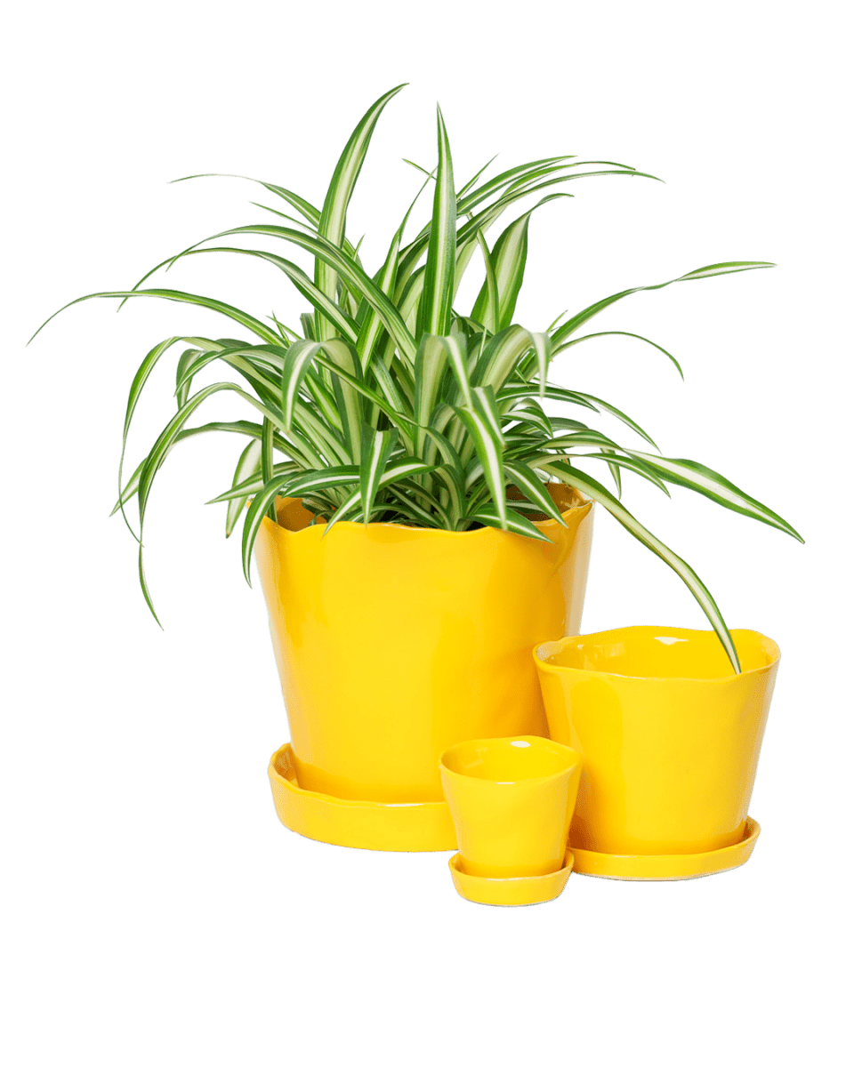 Tika Pot & Saucer | 8 inch - Chive UK Wholesale