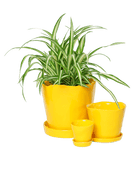 Tika Pot & Saucer | 3 inch - Chive UK Wholesale