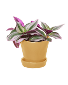 Tika Pot & Saucer | 3 inch - Chive UK Wholesale