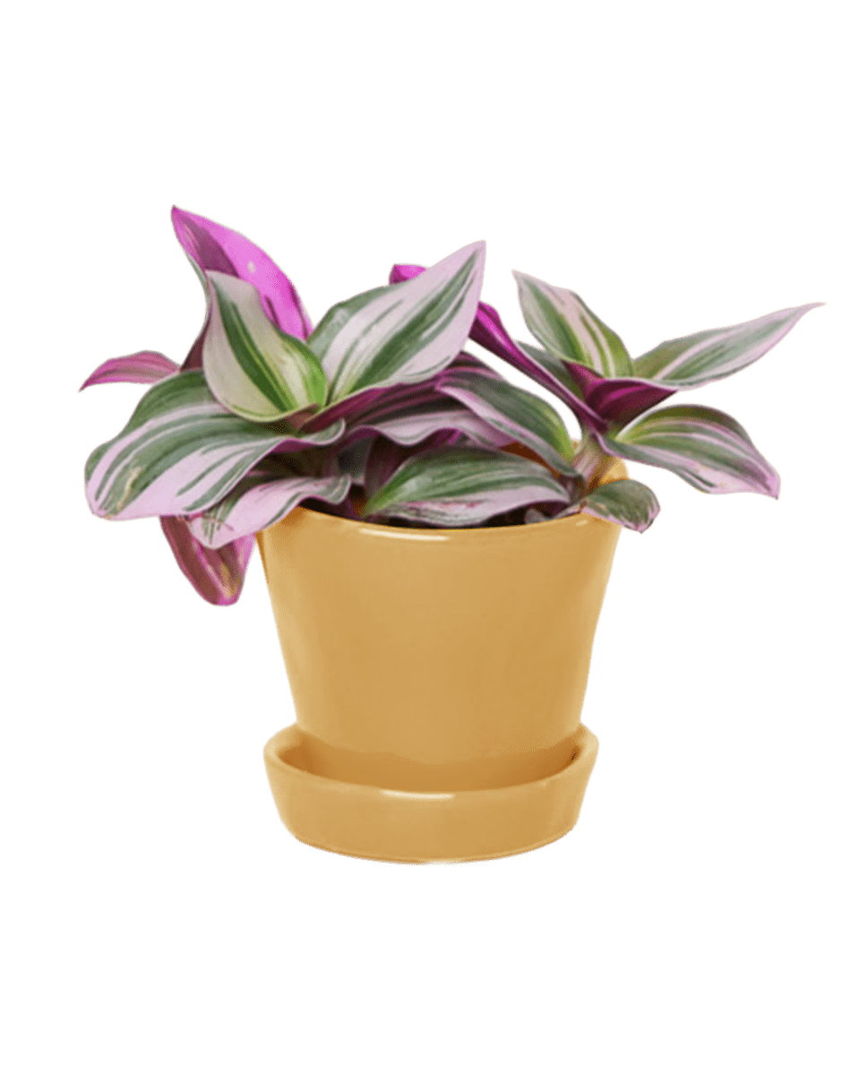 Tika Pot & Saucer | 3 inch - Chive UK Wholesale
