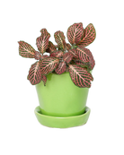 Tika Pot & Saucer | 3 inch - Chive UK Wholesale