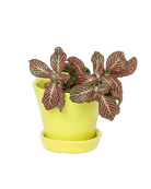 Tika Pot & Saucer | 3 inch - Chive UK Wholesale