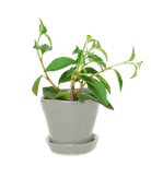 Tika Pot & Saucer | 3 inch - Chive UK Wholesale
