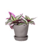 Tika Pot & Saucer | 3 inch - Chive UK Wholesale