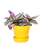 Tika Pot & Saucer | 3 inch - Chive UK Wholesale