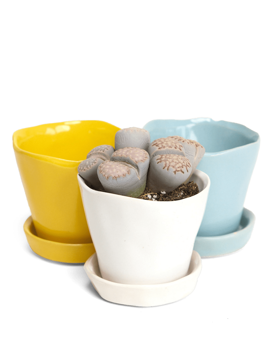 Tika Ceramic Pot & Saucer Set With Drainage - Chive UK Wholesale