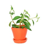 Tika Pot & Saucer | 3 inch - Chive UK Wholesale