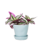 Tika Pot & Saucer | 3 inch - Chive UK Wholesale