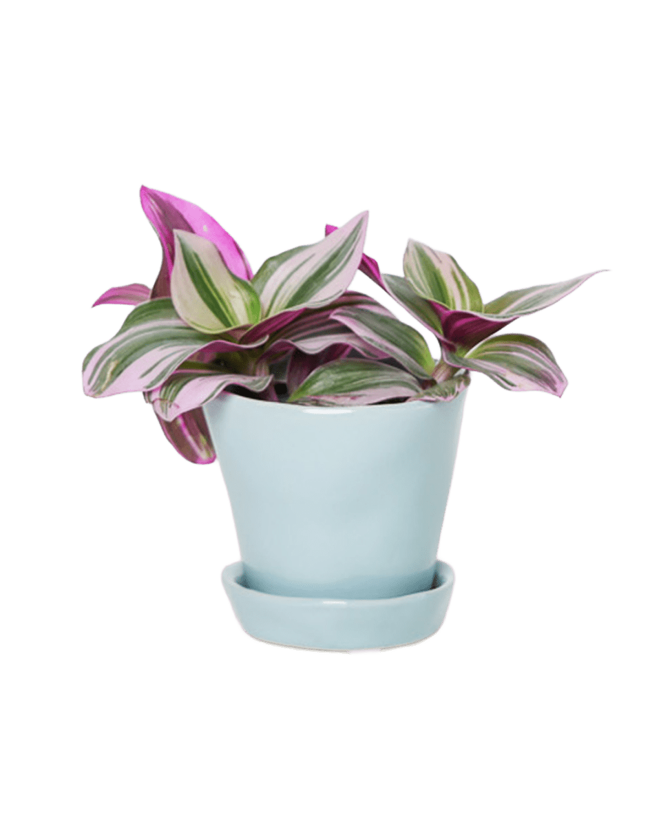 Tika Pot & Saucer | 3 inch - Chive UK Wholesale