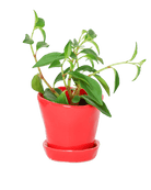 Tika Pot & Saucer | 3 inch - Chive UK Wholesale