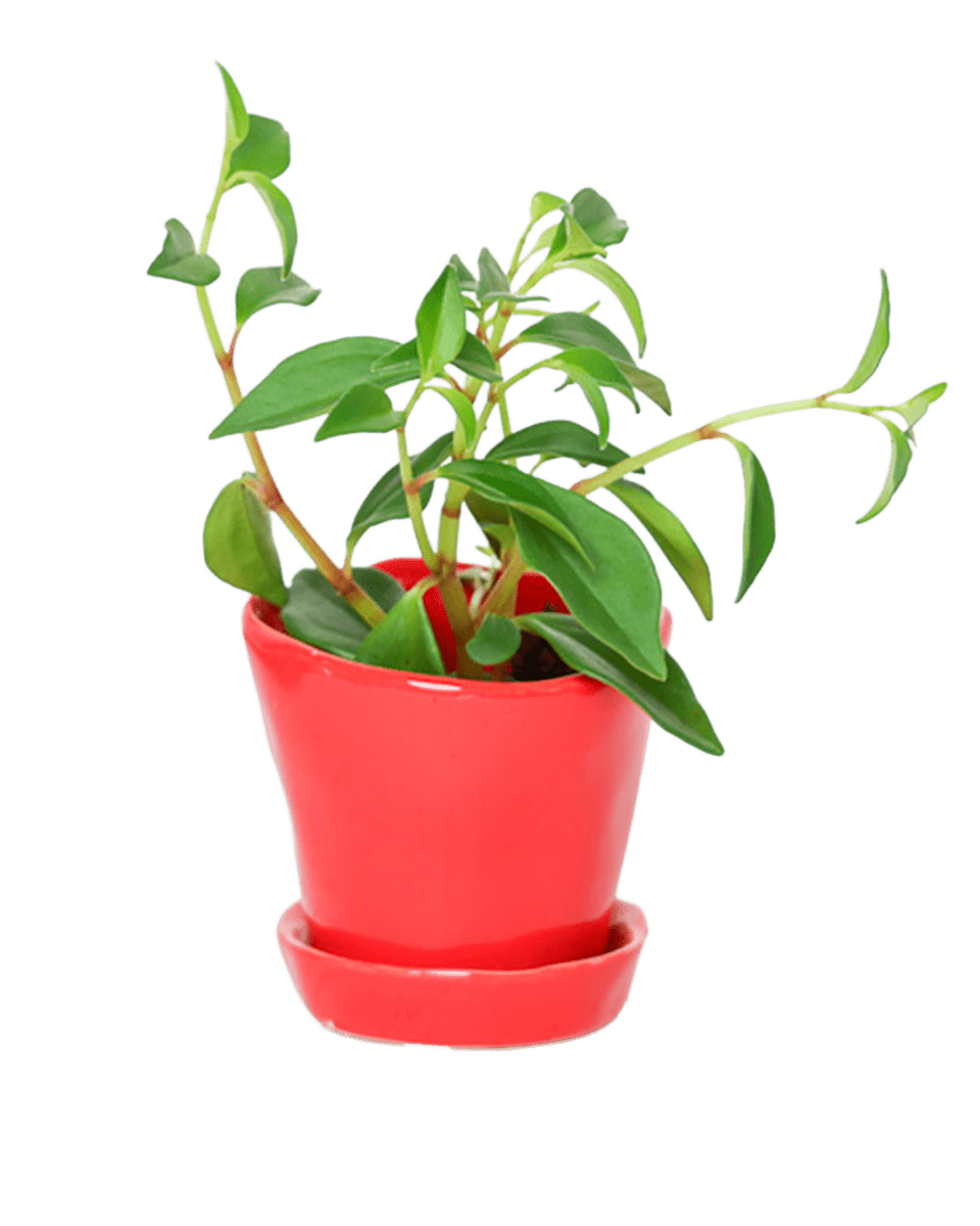 Tika Pot & Saucer | 3 inch - Chive UK Wholesale