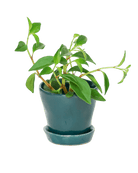 Tika Pot & Saucer | 3 inch - Chive UK Wholesale