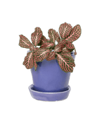 Tika Pot & Saucer | 3 inch - Chive UK Wholesale