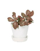 Tika Pot & Saucer | 3 inch - Chive UK Wholesale