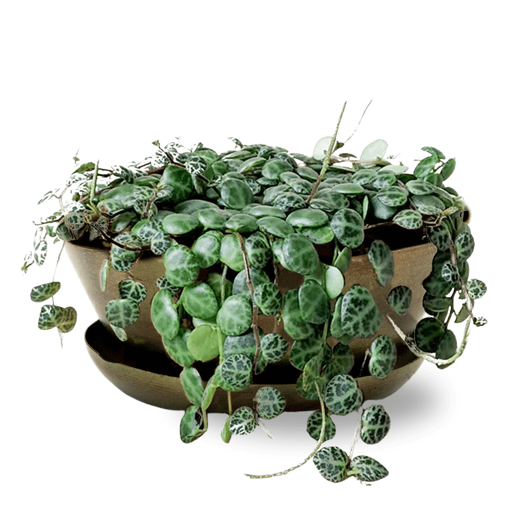 Topper Metal Succulent Dish - Chive UK Wholesale