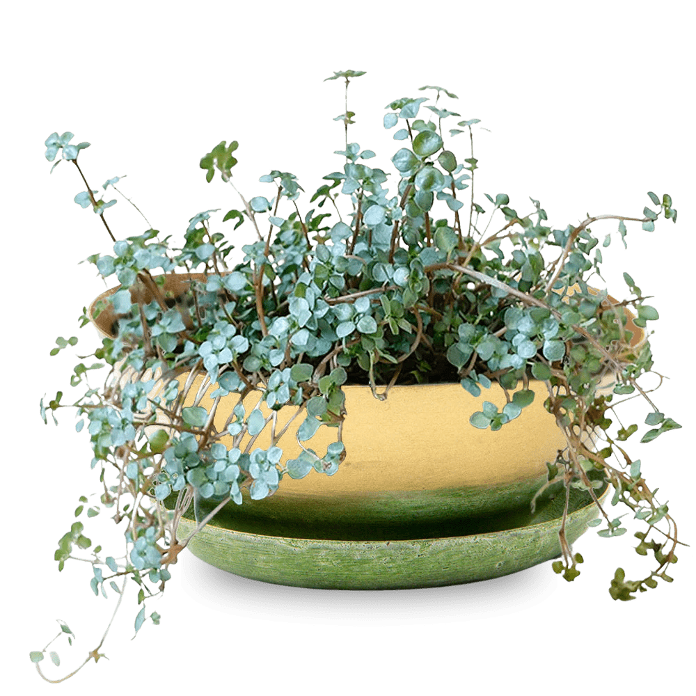 Topper Metal Succulent Dish - Chive UK Wholesale