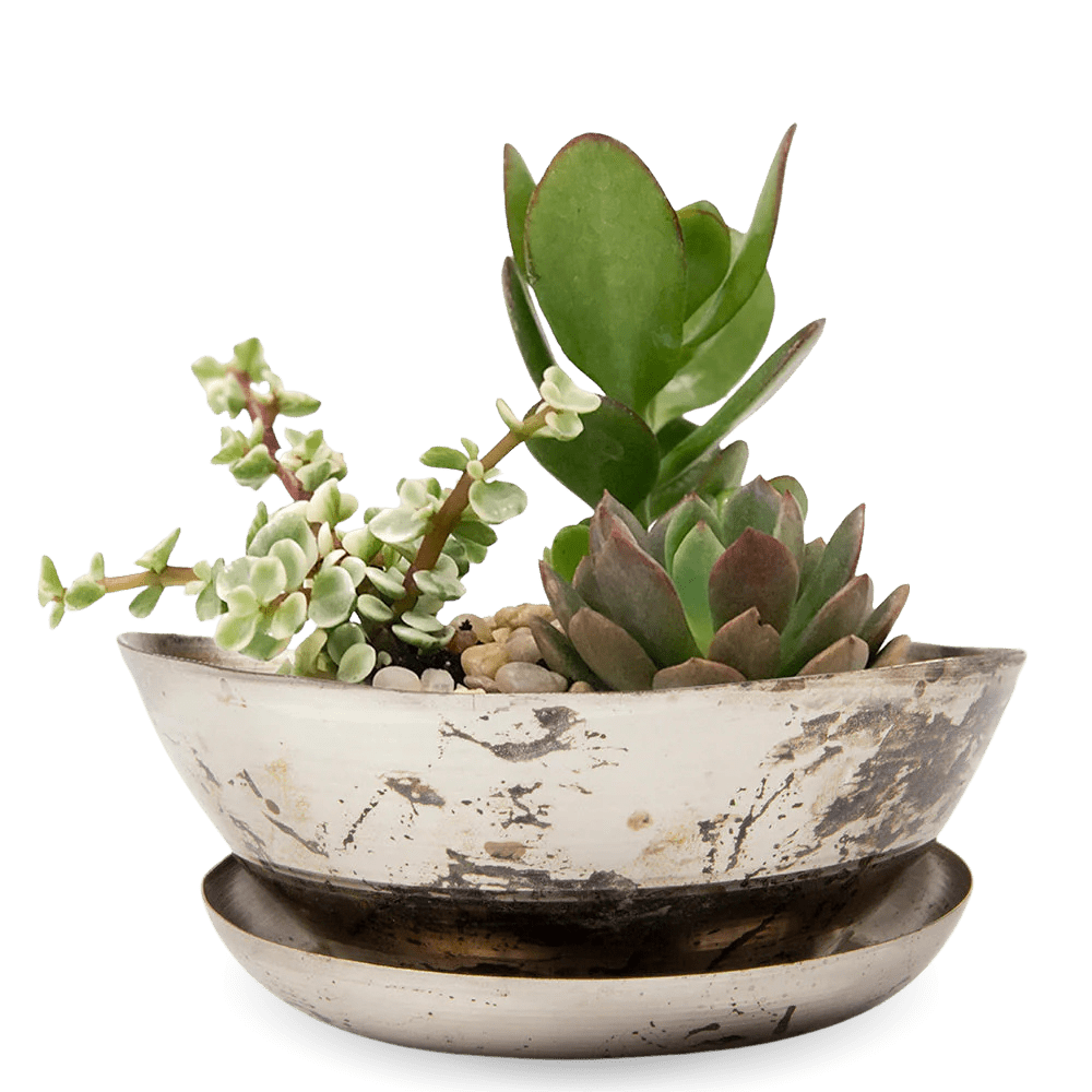 Topper Metal Succulent Dish - Chive UK Wholesale